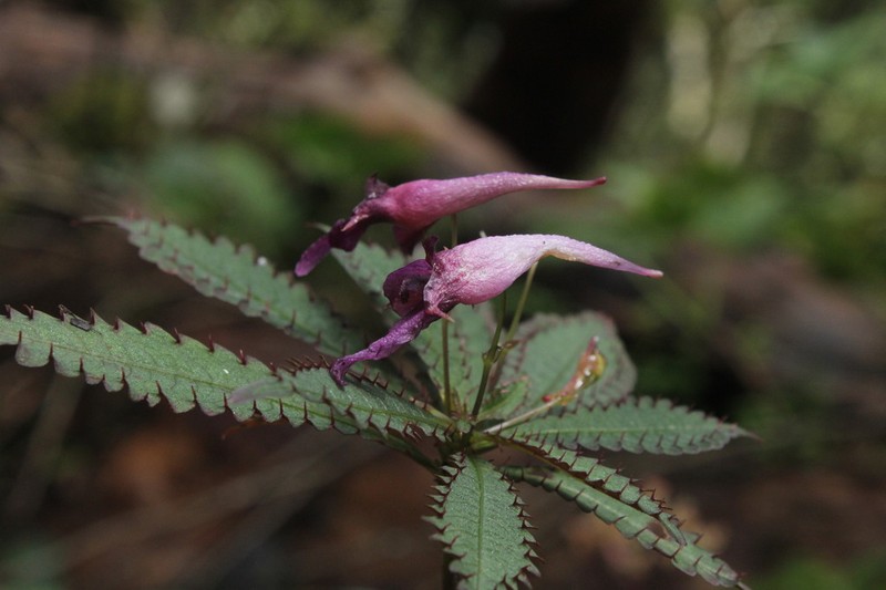 Impatiens prainii photo 4