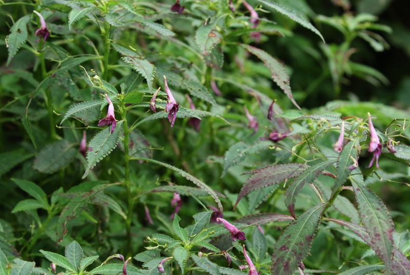 Impatiens prainii photo 5