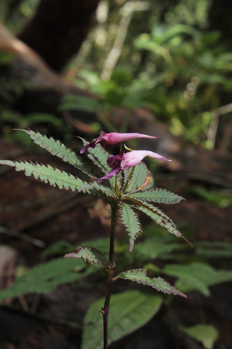 Impatiens prainii photo 6
