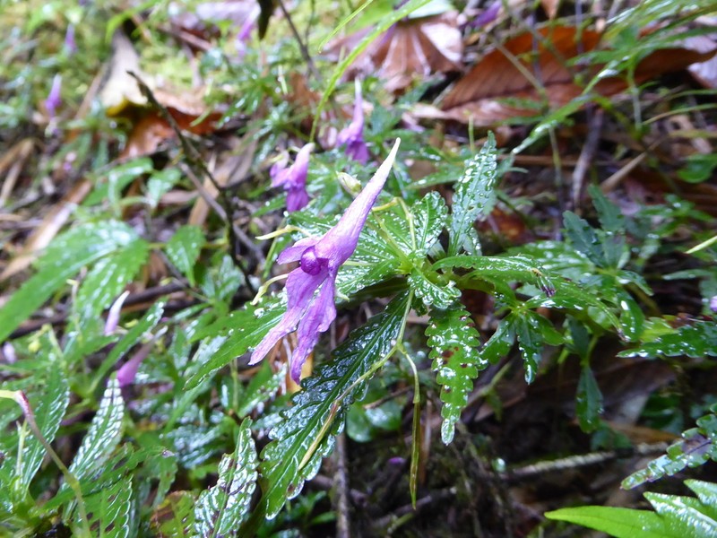 Impatiens prainii photo 8