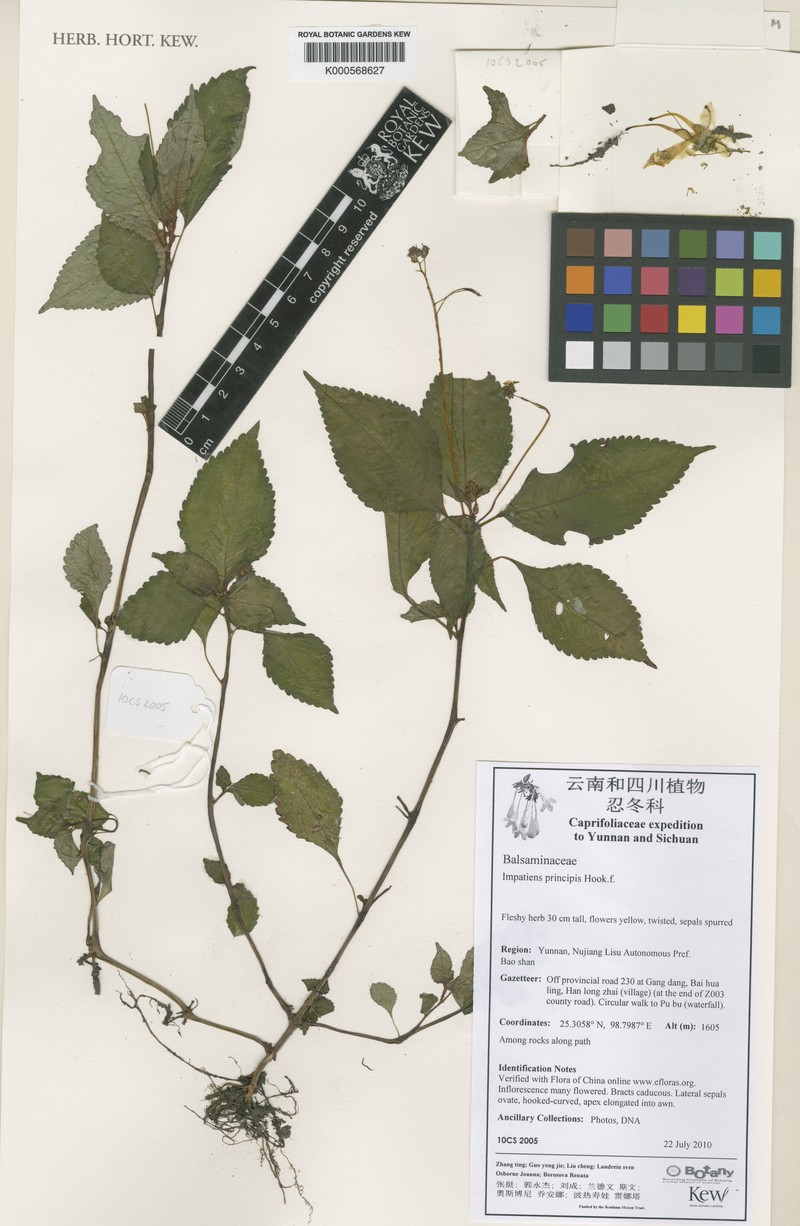 Impatiens principis