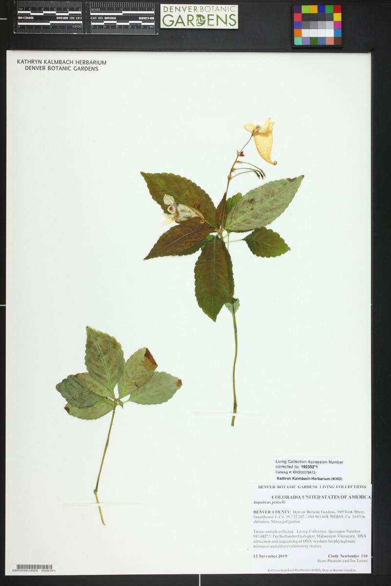 Impatiens pritzelii