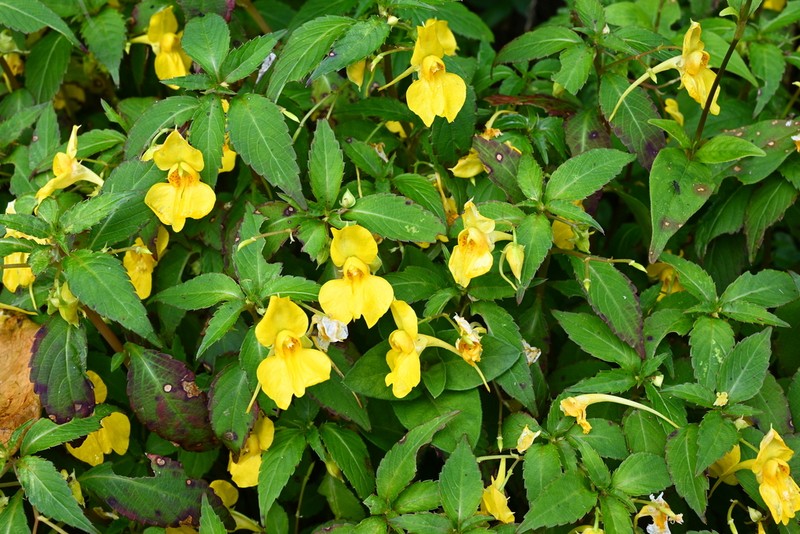 Impatiens procumbens