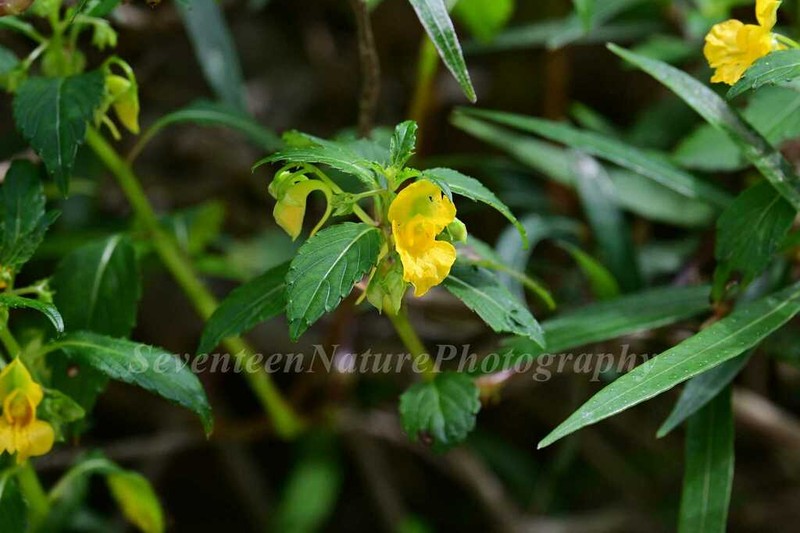 Impatiens procumbens photo 2