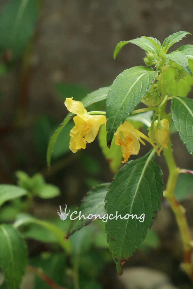 Impatiens procumbens photo 3