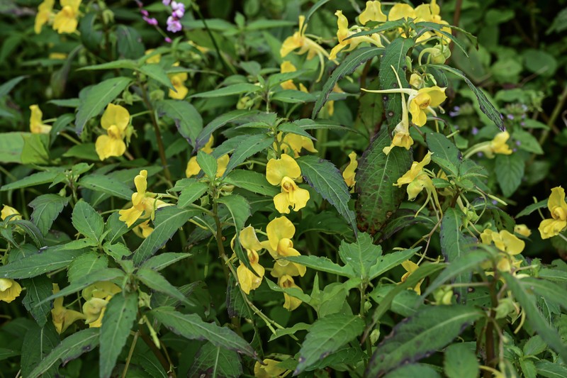 Impatiens procumbens photo 4