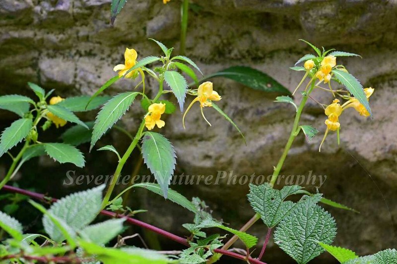 Impatiens procumbens photo 5