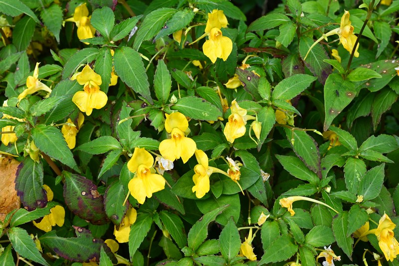 Impatiens procumbens photo 6