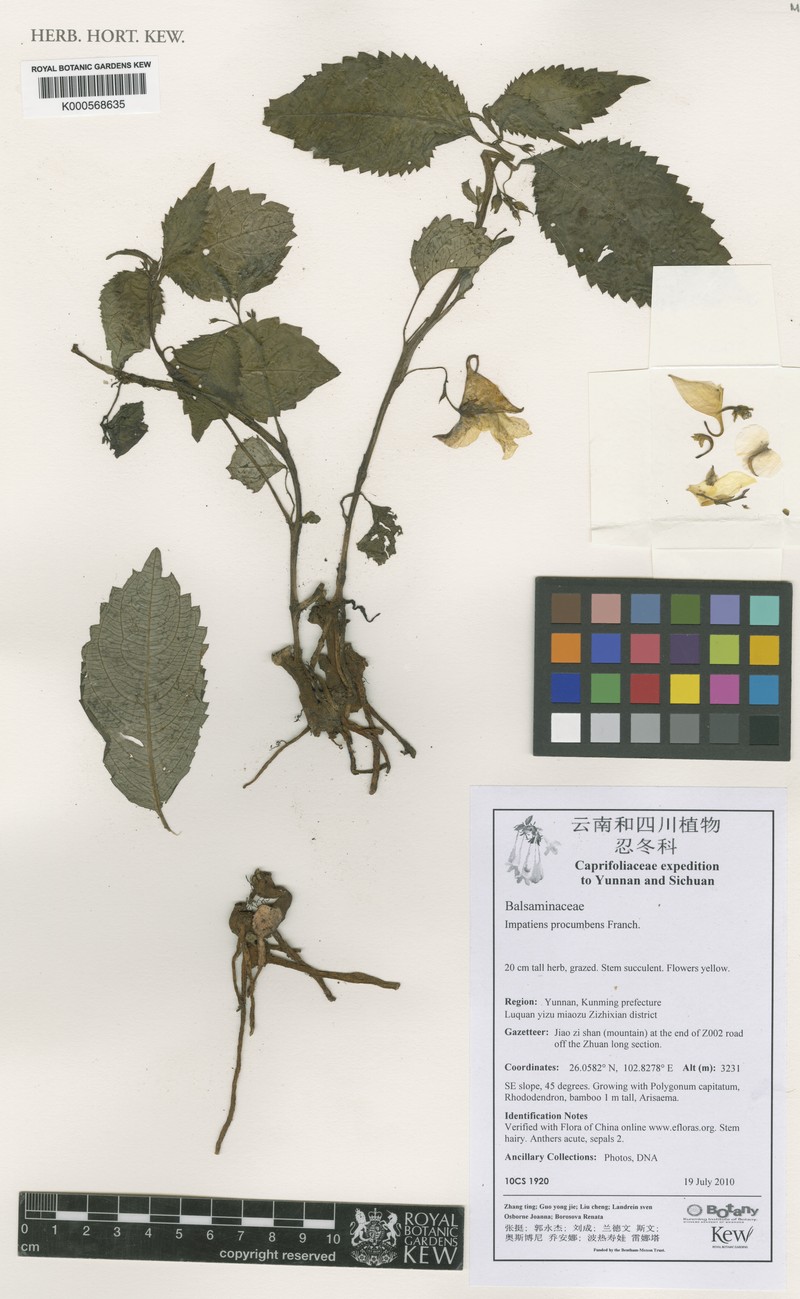Impatiens procumbens photo 7