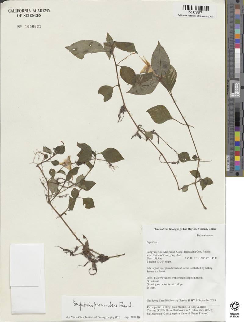 Impatiens procumbens photo 8