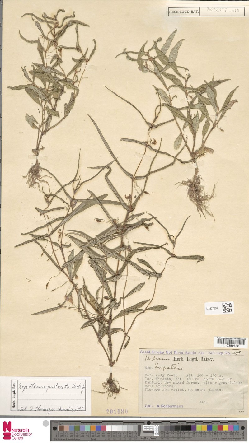Impatiens protracta