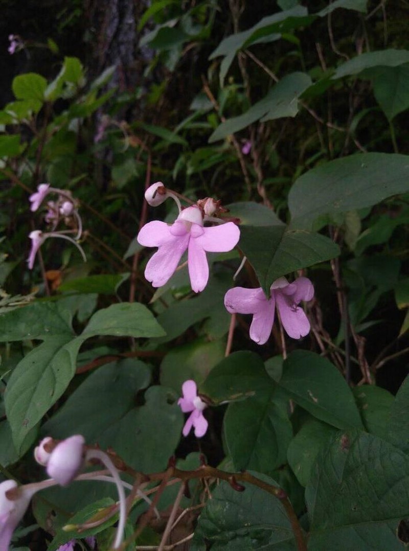 Impatiens pseudoacaulis photo 2