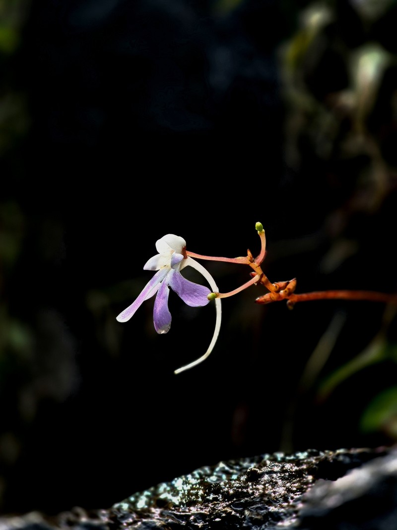 Impatiens pseudoacaulis photo 3