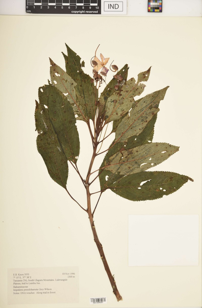 Impatiens pseudohamata