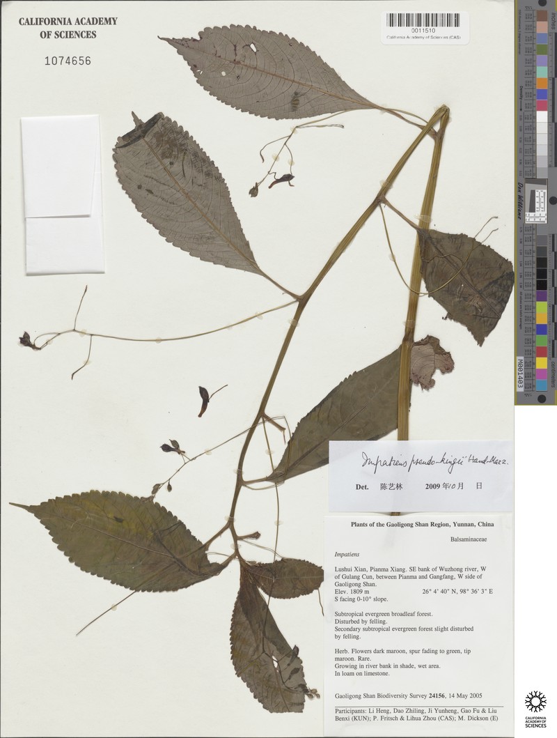 Impatiens pseudokingii