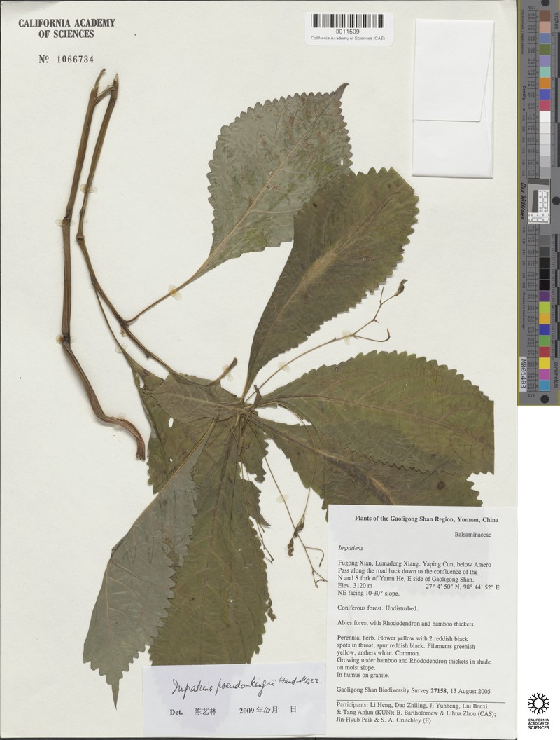 Impatiens pseudokingii photo 2
