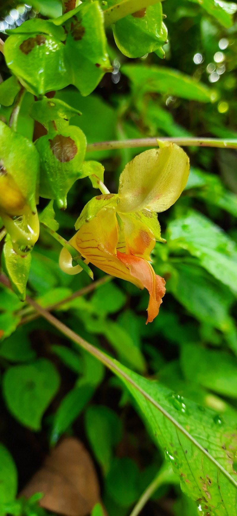 Impatiens pseudolaevigata photo 2
