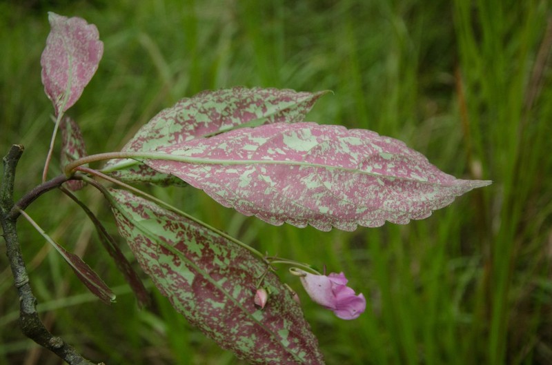 Impatiens pseudomacroptera