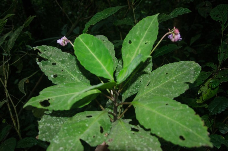 Impatiens pseudomacroptera photo 2