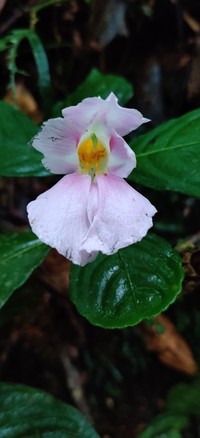 Impatiens pseudoperezii