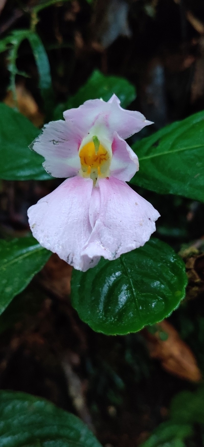 Impatiens pseudoperezii