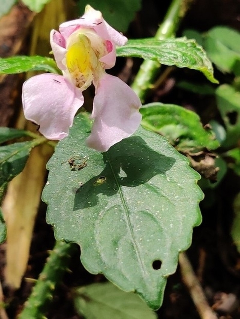 Impatiens pseudoperezii photo 2