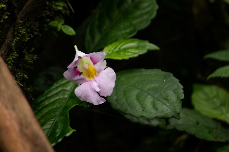 Impatiens pseudoperezii photo 3