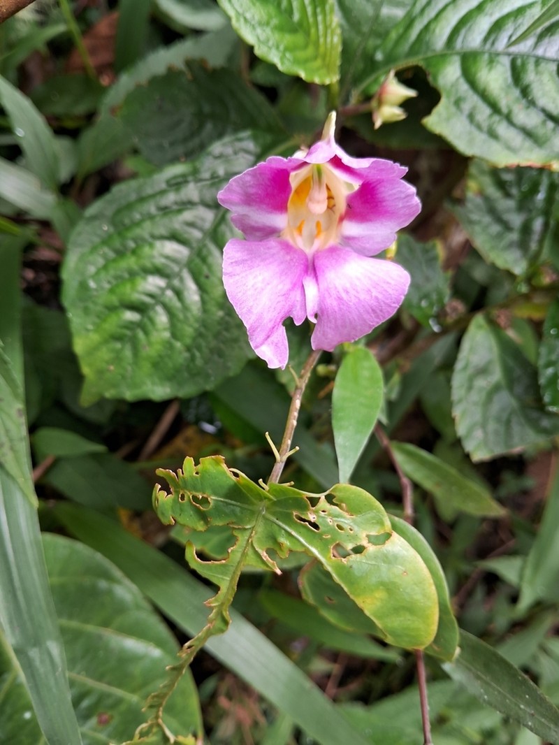Impatiens pseudoperezii photo 4