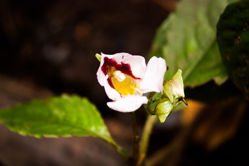 Impatiens pseudoperezii photo 5