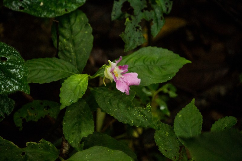 Impatiens pseudoperezii photo 6