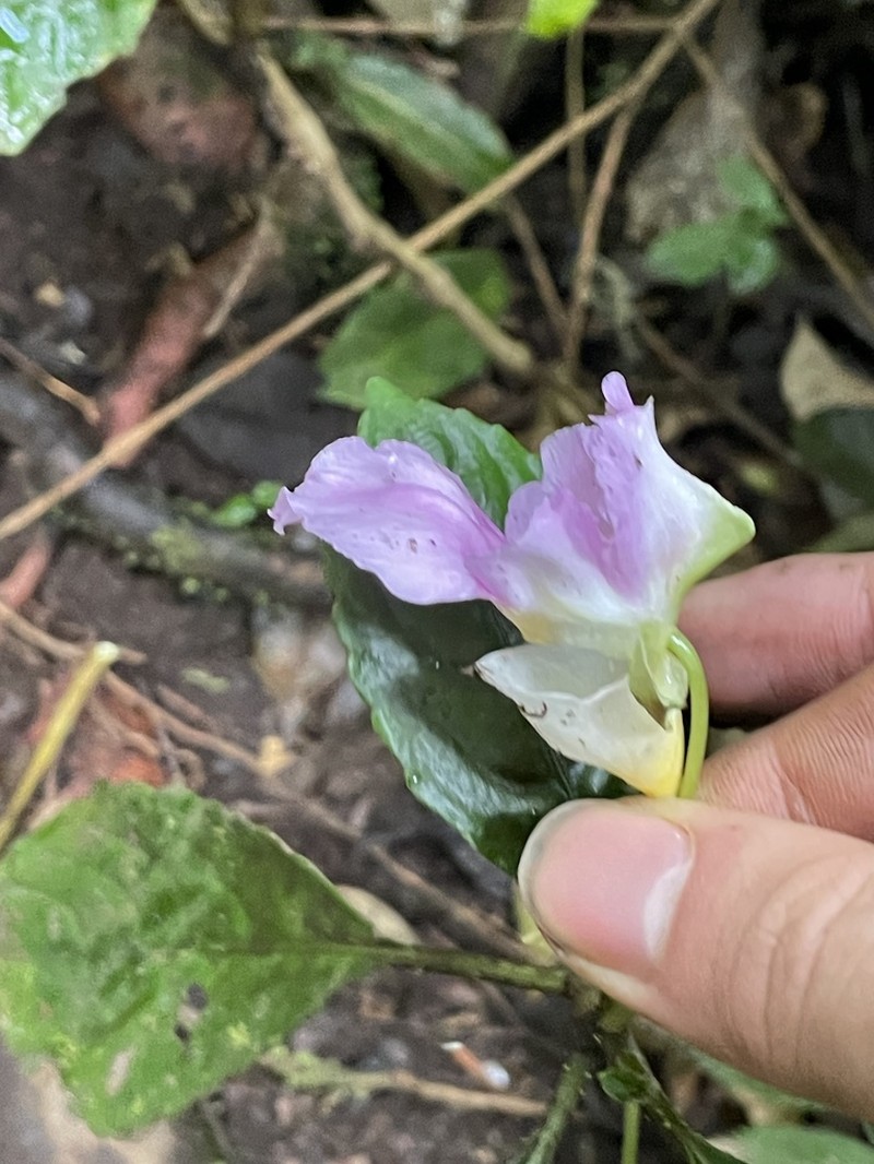 Impatiens pseudoperezii photo 7