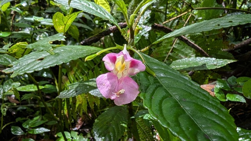 Impatiens pseudoperezii photo 8