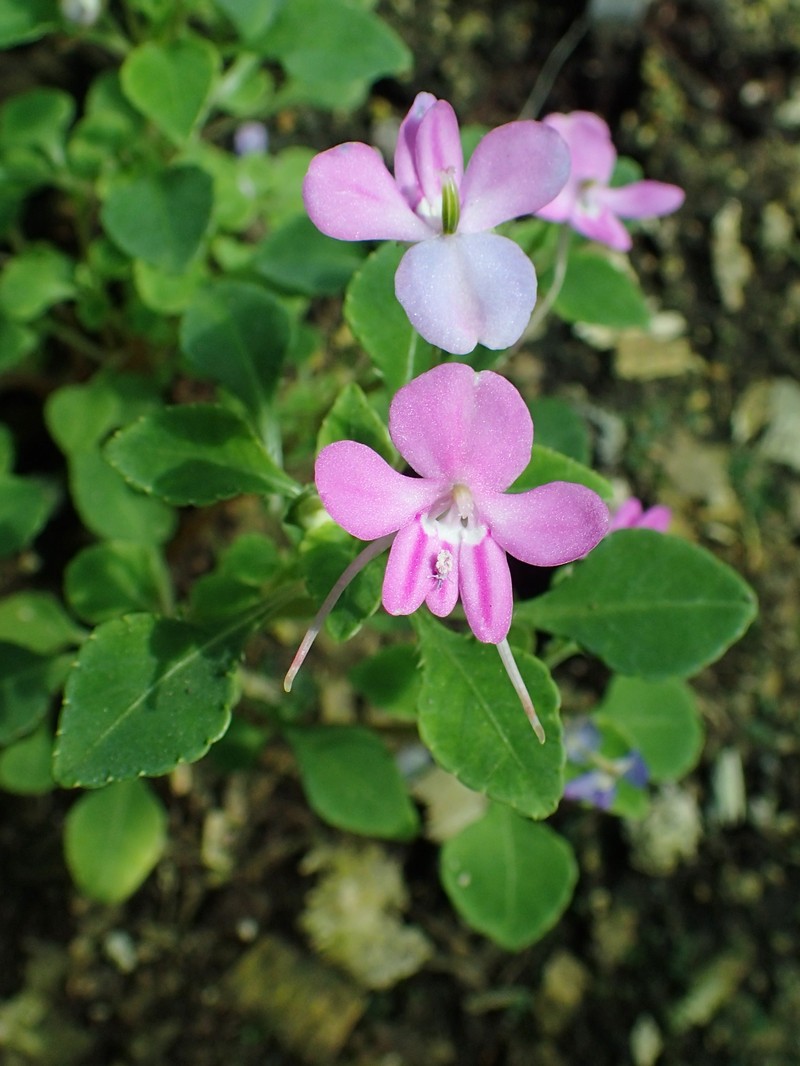Impatiens pseudoviola