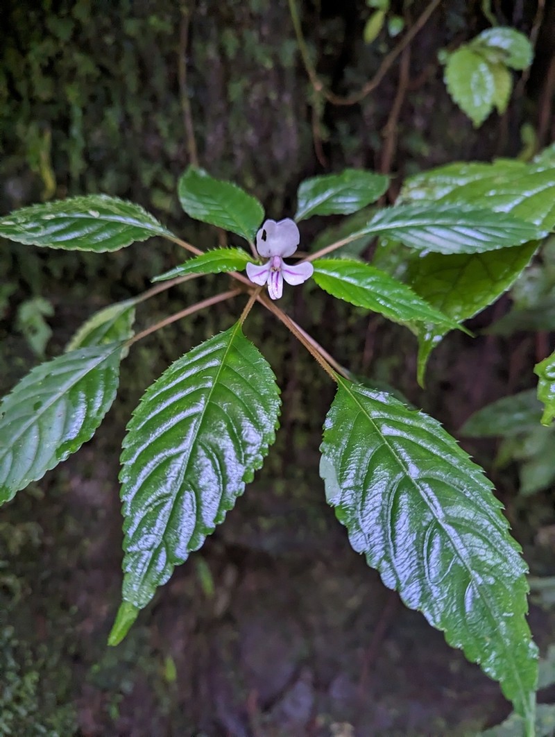 Impatiens pseudoviola photo 2