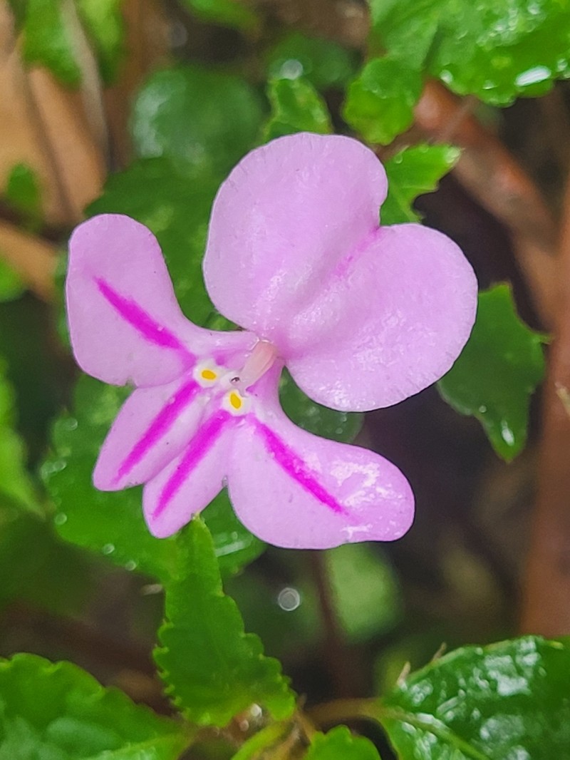 Impatiens pseudoviola photo 3