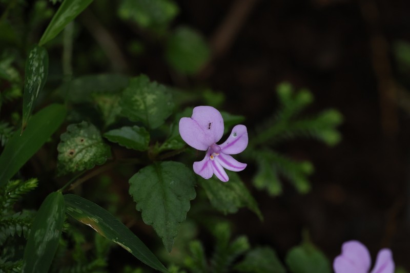 Impatiens pseudoviola photo 4