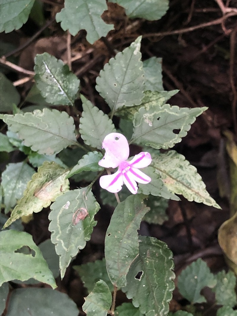 Impatiens pseudoviola photo 5