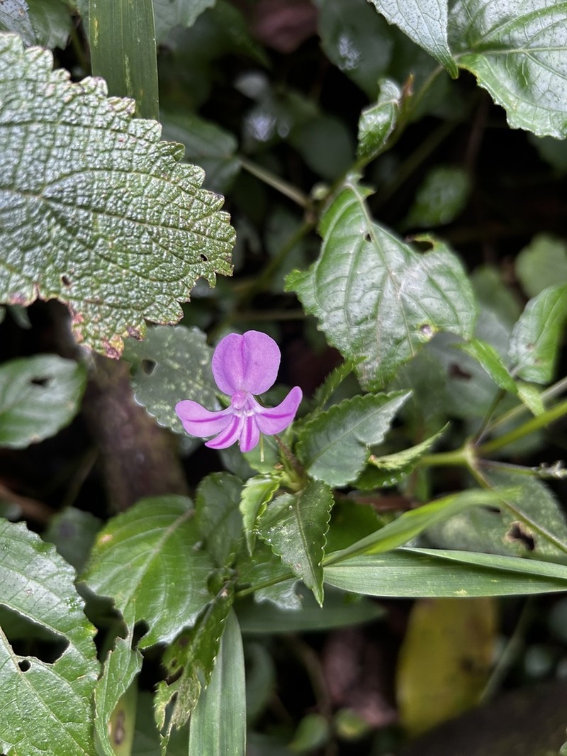 Impatiens pseudoviola photo 6
