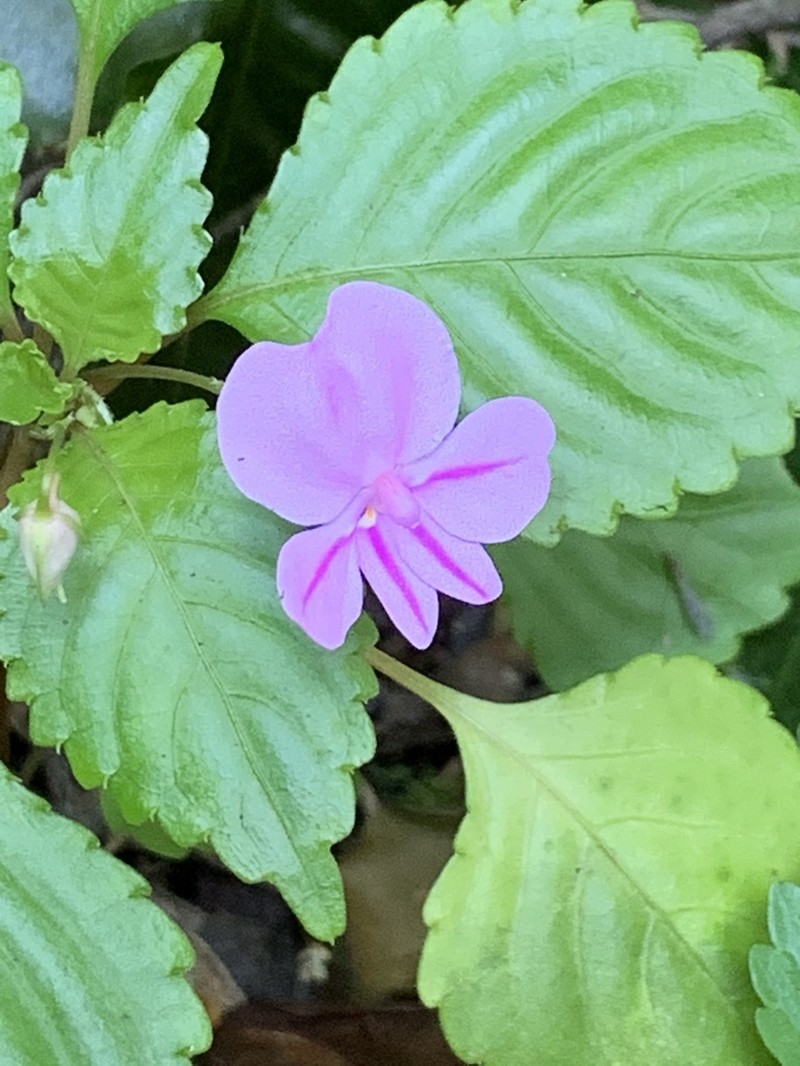 Impatiens pseudoviola photo 7