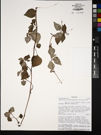 Impatiens pseudozombensis