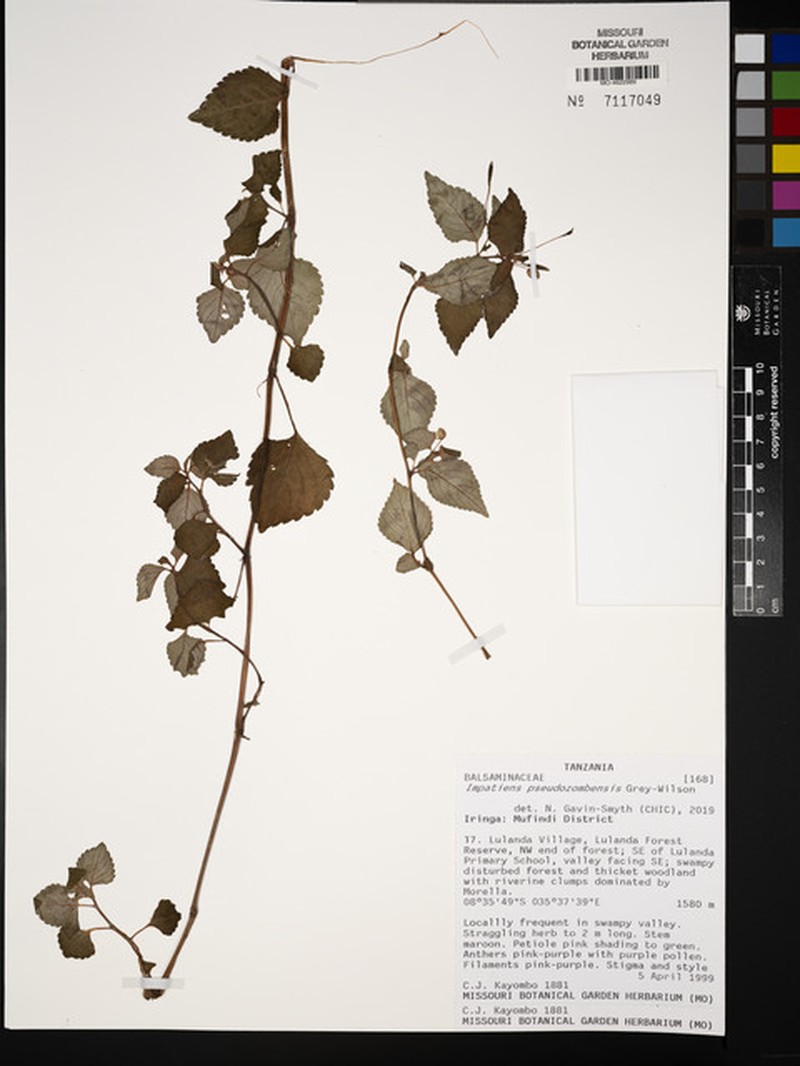 Impatiens pseudozombensis