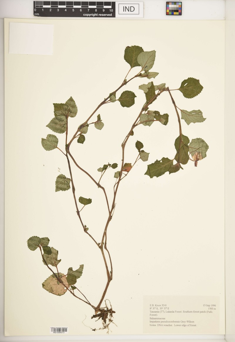 Impatiens pseudozombensis photo 2