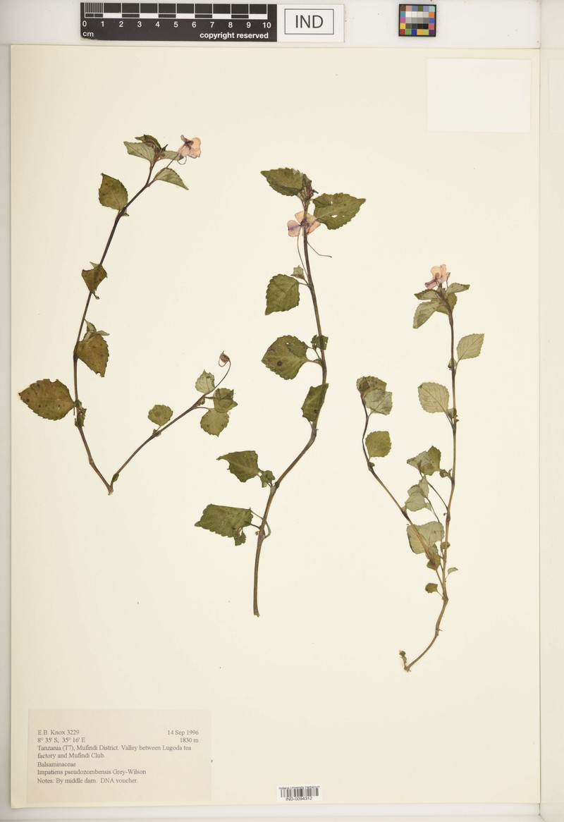 Impatiens pseudozombensis photo 3