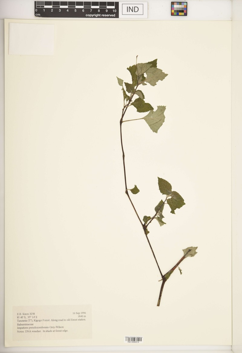 Impatiens pseudozombensis photo 4