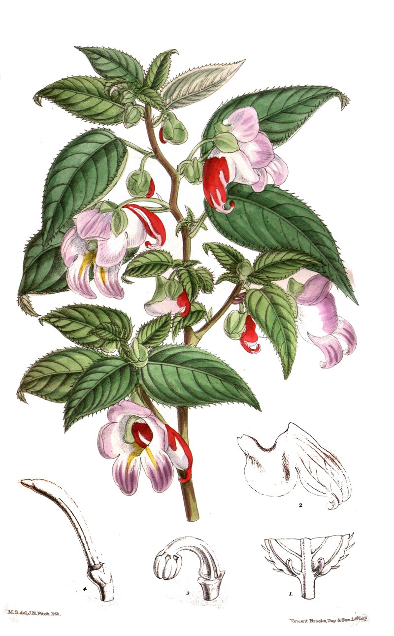 Impatiens psittacina