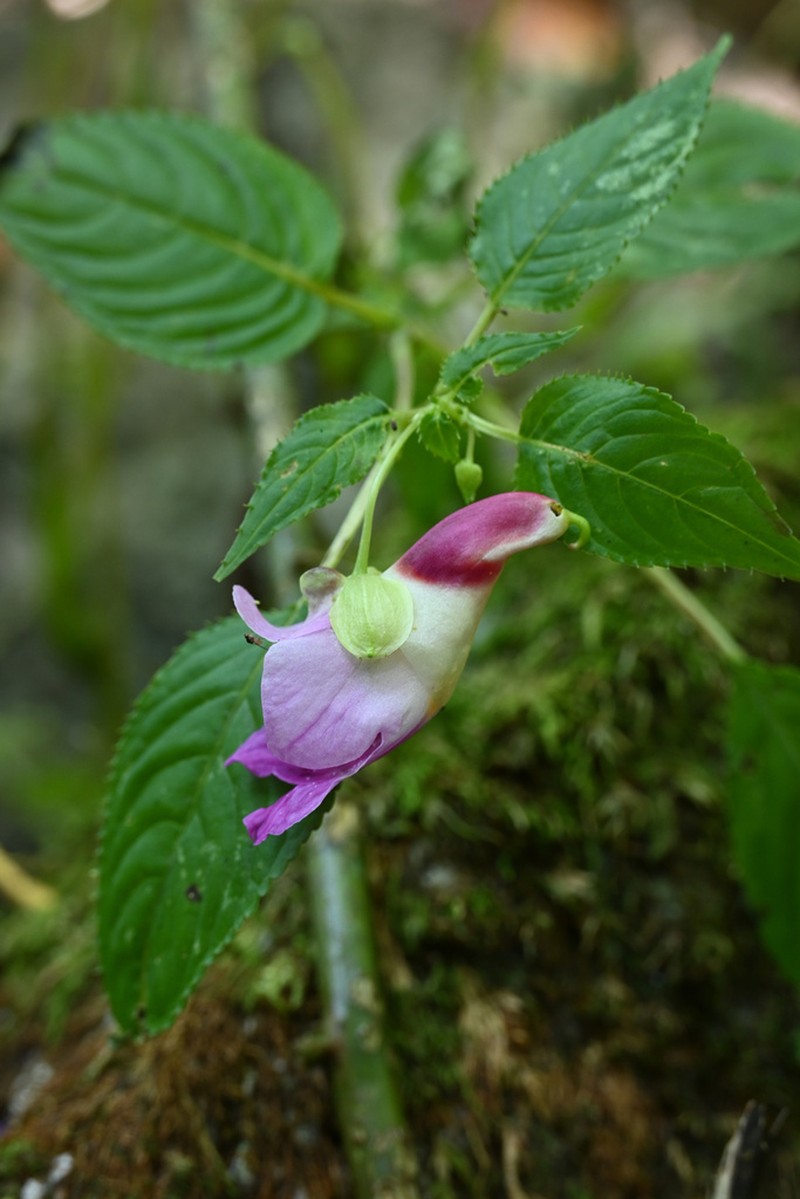 Impatiens psittacina photo 2