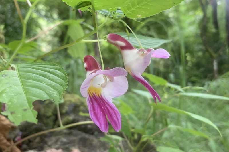 Impatiens psittacina photo 3