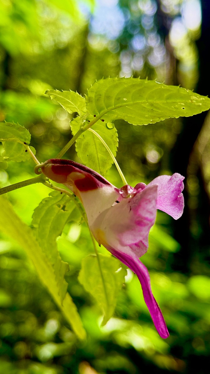Impatiens psittacina photo 4