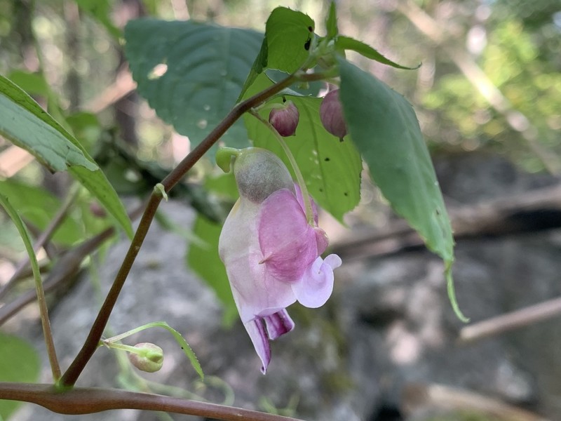 Impatiens psittacina photo 5