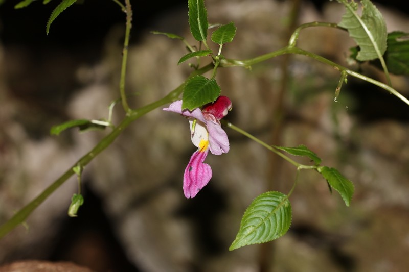 Impatiens psittacina photo 6